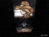 Picture of Cowgirl Sunset